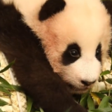 回家倒计时！视频回顾福宝成长历程