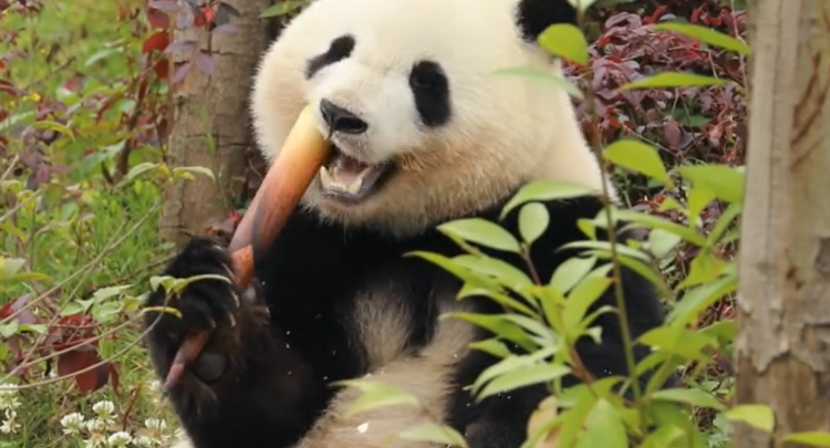 甜度拉满！熊猫北辰吃笋纯享版