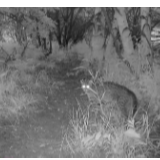 猞猁、马鹿、貉、豹猫......内蒙古古日格斯台自然保护区公布多种珍稀野生动物影像