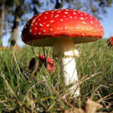 今年近8000人误食毒蘑菇中毒 来认识一下湖南常见的毒蘑菇