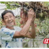 丰收节·组图丨菖蒲塘村的猕猴桃熟了 漫山遍野都是笑容