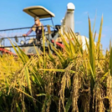湖南启动中晚稻最低收购价收购 到库收购价为每50公斤128元