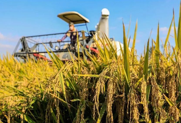 湖南启动中晚稻最低收购价收购 到库收购价为每50公斤128元