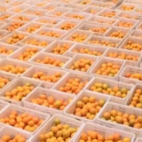 乡村振兴看一线 | 江西赣州：175万亩赣南脐橙开始采收