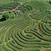 一见·山水间读懂总书记的“绿色之约”