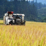 农业农村部：近期多轮降雨影响有限，没改变全国秋粮丰收大局