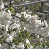 樱桃拉近中智两国民心 智利期待2023年出口再创新高