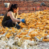 科技赋能 盐碱滩变身丰产田