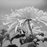 习近平等党和国家领导同志到医院为江泽民同志送别并护送遗体到八宝山火化