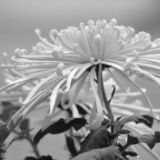 江泽民同志追悼大会在北京人民大会堂隆重举行 习近平致悼词