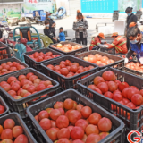 【组图】“守沪者联盟”丨安徽淮南:沿淮爱心蔬菜驰援上海