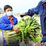 一起守“沪”|上海:企业复工复产 滞销蔬菜直接进食堂