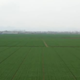 大国“粮”策｜落实多项关键措施 小麦实现丰产丰收