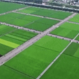 我与总书记“同框”丨保护黑土地 守护大粮仓