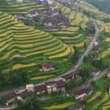 上半年我国农业农村经济稳中向好 夏粮产量成为突出亮点