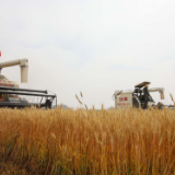 卫星记录种粮大户的丰收美景