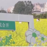 犹如一幅“春日油画”!一起领略花开中国