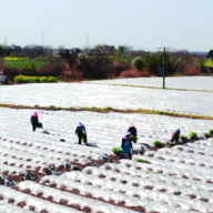 看！江南春景“耕”为美