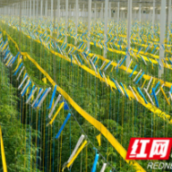 探寻出彩河南竞进密码︱棕榈人“慧”种地，智慧棚里长出智慧果