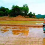 黄土高原上的“小江南”:“稻+”模式拓宽村民致富“稻”路