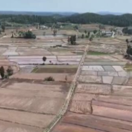 水稻生产“一条龙”全程托管 多举措提升水稻品质和产量
