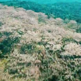 听一曲《桐子花开》 走一趟大美湘西