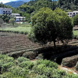 江西遂川：一片叶子一滴水  绘就汤湖文旅融合新图景