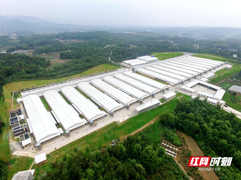 标准化养殖基地_副本.jpg 标准化养殖基地_副本.jpg