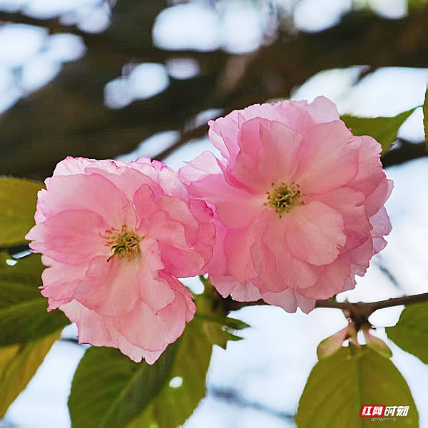 微信图片_20260405201837_1811_2291.jpg 微信图片_20260405201837_1811_2291.jpg