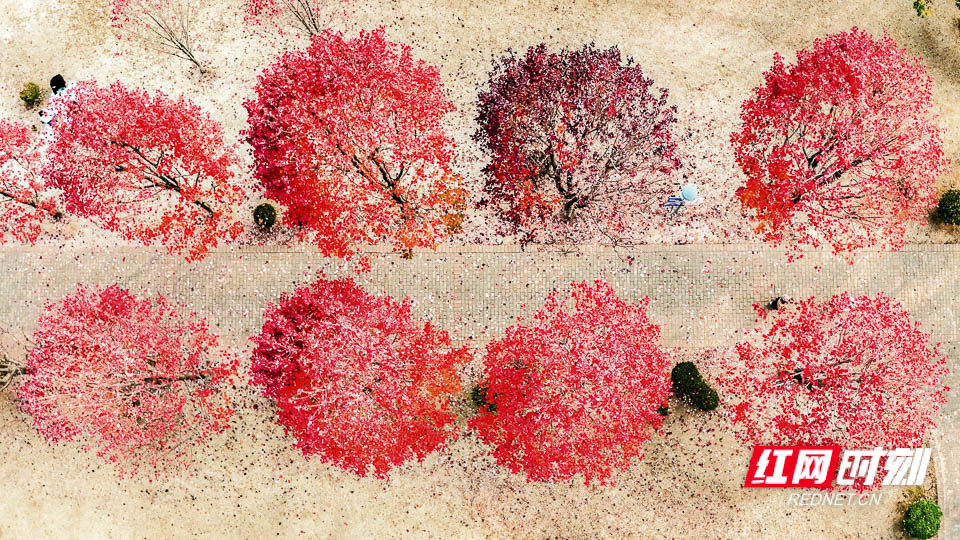 枫花锦绣-胡蓉华.jpg