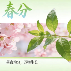 春分食枸杞叶,养肝又明目