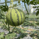 衡山:市农技专家深入瓜田指导吊蔓西瓜生产