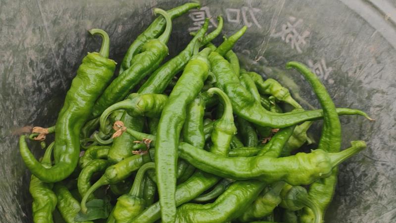 衡阳县演陂镇40余亩辣椒新鲜上市:富民强村 "椒"艳诱人