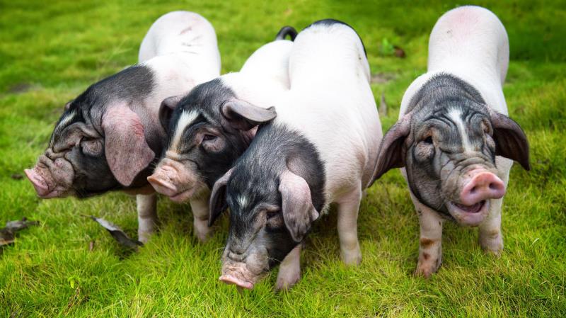 喜衡阳县寺门前猪国家农产品地理标志登记通过省级审定