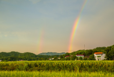我在淋过一场大雨的稻田 遇见幸运双彩虹