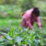 天堂山采茶：一芽一叶香，一人一篓忙