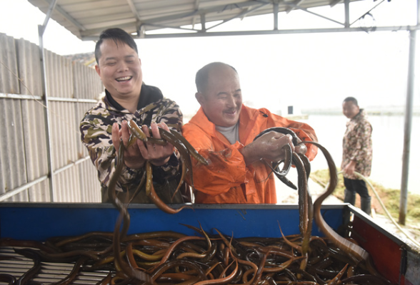 湖南衡东：黄鳝成为村民致富的“黄金条”