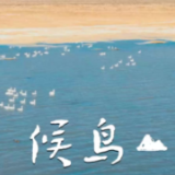 风和景明！大批候鸟南迁途中“歇脚”鄂尔多斯