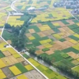 前三季度农业农村经济稳中向好、稳中有进 数字里透出满满幸福感