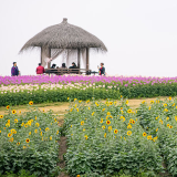 浙江杭州：径山花海迎客来