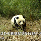 甘肃陇南：红外相机捕捉到多段野生大熊猫活动画面