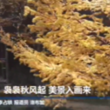 青海大通：袅袅秋风起 美景入画来