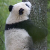 新华视点|多样生物 多彩四川