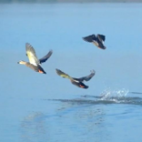 全球连线｜浙江湖州：打造生物多样性的国际样本