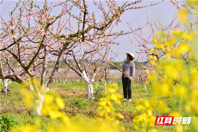 ​3月18日，湖南省衡东县新塘镇潭泊村胜任果园桃花盛开，村民在对黄桃林进行管护，保护桃花，提高结果率。