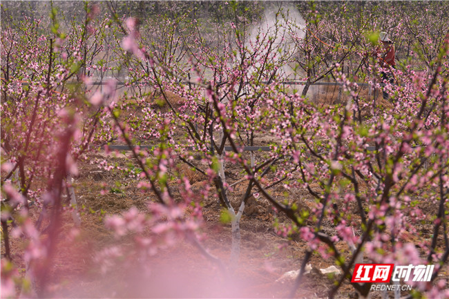 ​3月18日，湖南省衡东县新塘镇潭泊村胜任果园桃花盛开，村民在对黄桃林进行管护，保护桃花，提高结果率。（记者 姜珊 摄影 肖亚辉）