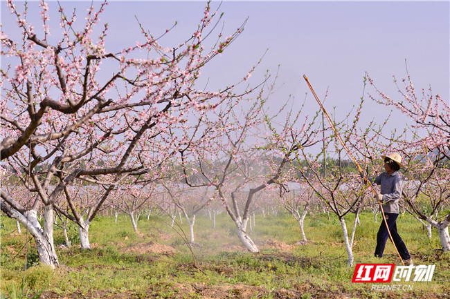 ​3月18日，湖南省衡东县新塘镇潭泊村胜任果园桃花盛开，村民在对黄桃林进行管护，保护桃花，提高结果率。