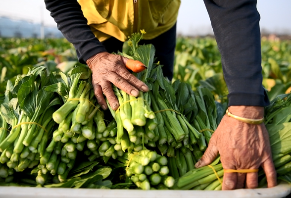 当天的菜上当天的桌，道县稳稳拎住大湾区“菜篮子”