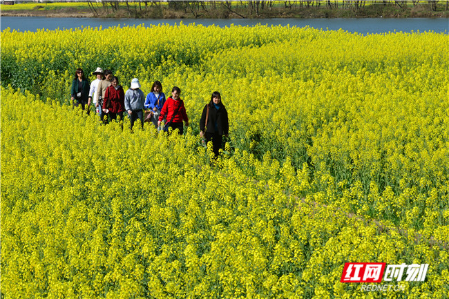 ​3月8日，湖南省衡东县杨林镇柴埠村，众多游客在油菜花海中踏青赏花。春暖花开，春光明媚，人们纷纷走出户外踏青、春游，亲近美好的大自然。