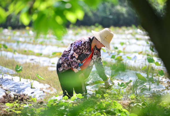 组图丨湖南衡东：“芋”见富裕路